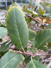 Ceratonia siliqua