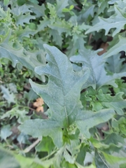 Atriplex tatarica