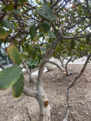 Ceratonia siliqua