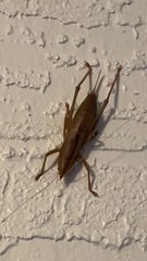Belocephalus