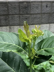 Papilio memnon