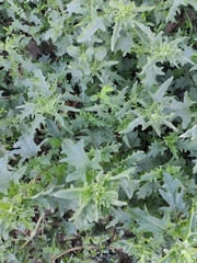 Atriplex tatarica