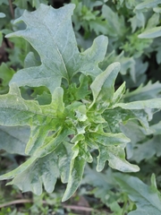 Atriplex tatarica