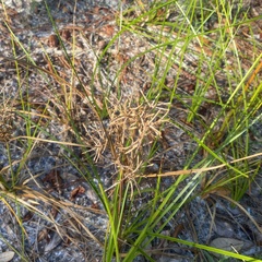 Cyperus esculentus leptostachyus
