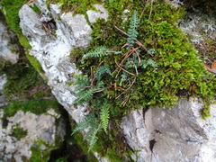 Asplenium fontanum fontanum