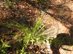 Dichanthelium linearifolium