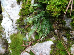 Asplenium fontanum fontanum