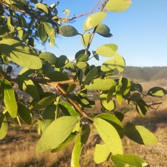 Pithecellobium dulce