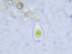 Characiellopsis skujae