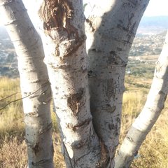 Pithecellobium dulce