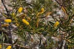 Acacia citriodora