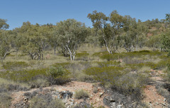 Acacia citriodora