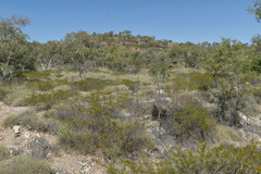 Acacia citriodora