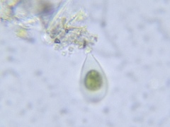 Characiellopsis skujae