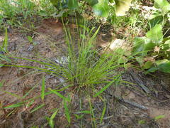 Dichanthelium linearifolium