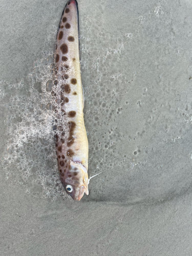 Blotched cusk-eel (Ophidion grayi) — Ophidiidae — 4