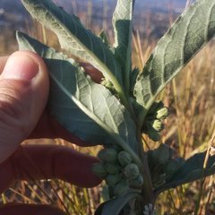 Asclepias oenotheroides