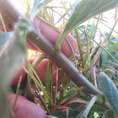 Asclepias oenotheroides