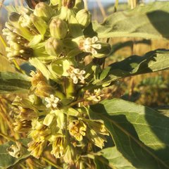 Asclepias oenotheroides