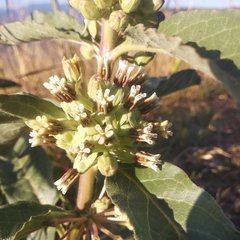 Asclepias oenotheroides