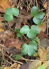 Hepatica americana