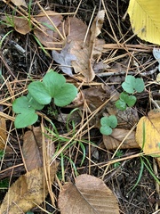 Hepatica americana