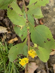 Solidago sphacelata