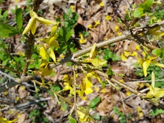 Forsythia viridissima