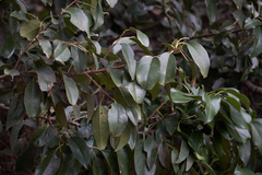 Prunus ilicifolia lyonii