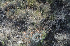 Cephalaria leucantha