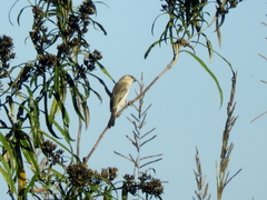 Sporophila pileata
