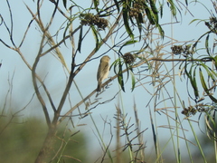 Sporophila pileata