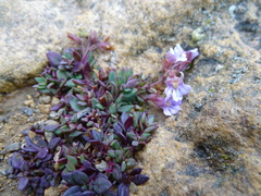 Chaenorhinum