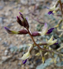 Astragalus layneae