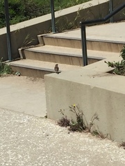 Zonotrichia leucophrys