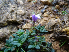 Chaenorhinum