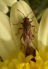 Nysiini