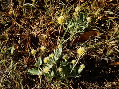 Pfaffia gnaphalioides