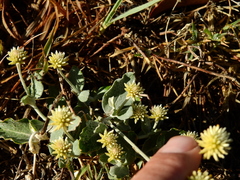 Pfaffia gnaphalioides