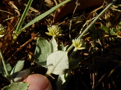 Pfaffia gnaphalioides