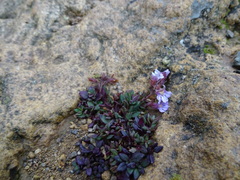 Chaenorhinum