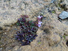 Chaenorhinum