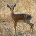 Hinde's Dik-Dik - Photo (c) Ad Konings, some rights reserved (CC BY-NC), uploaded by Ad Konings