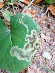Acidia cognata