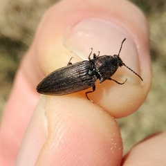Actenicerus siaelandicus