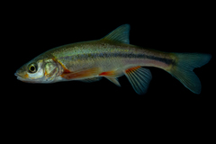Gila conspersa
