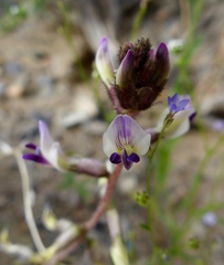 Astragalus layneae