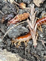 Scolopocryptops spinicaudus