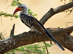 Northern Red-Billed Hornbill photo 2