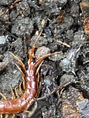 Scolopocryptops spinicaudus